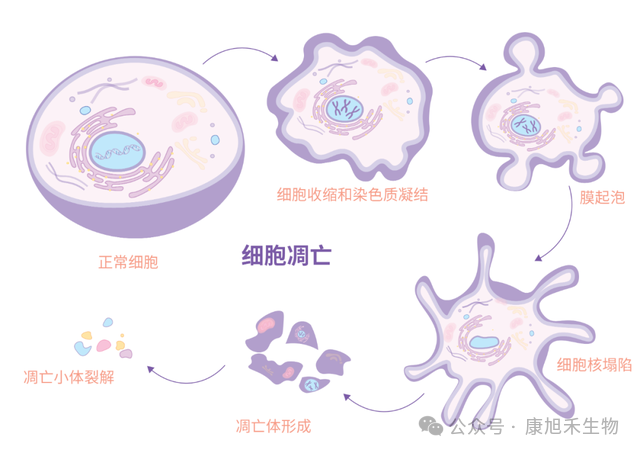 微信圖片_2025-08-06_155347_504